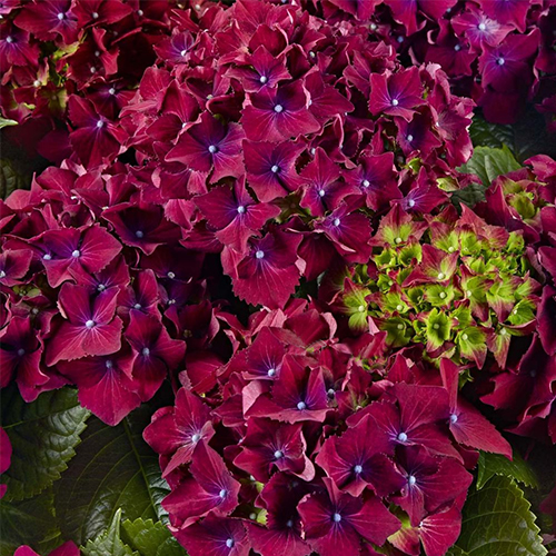 Гортензия крупнолистная Роял Ред Пурпл (Royal Red Purple) Гортензия крупнолистная Роял Ред Пурпл (Royal Red Purple)