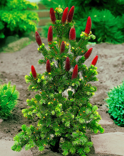 Ель колючая Лаки Страйк (Picea pungens Lucky Strike)