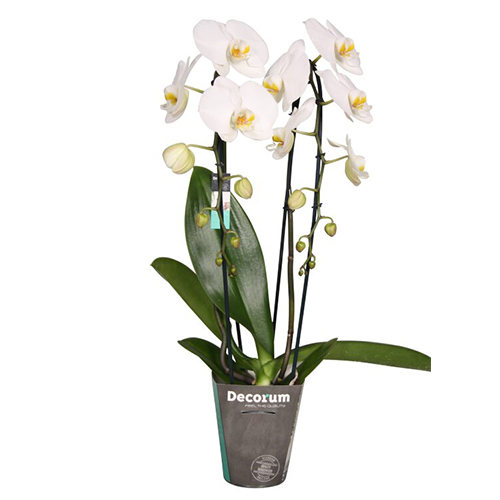 фаленопсис cascade white