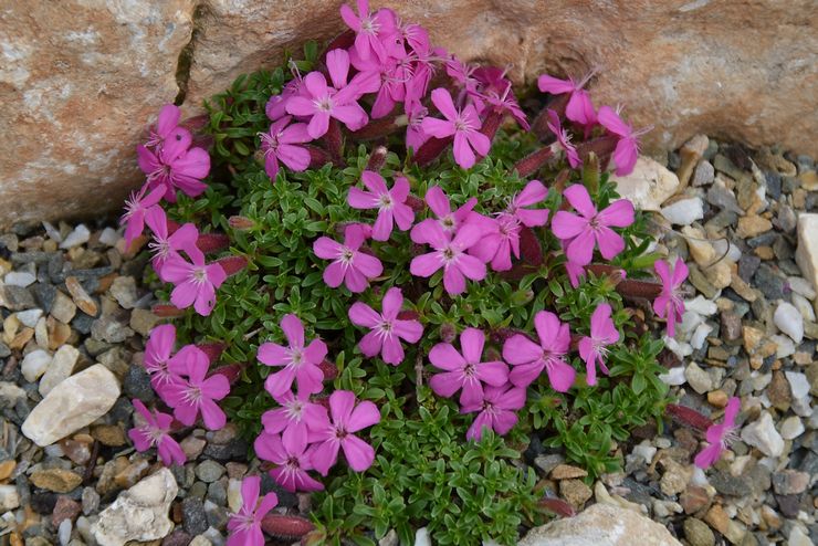 Saponaria ocymoides Bressingham