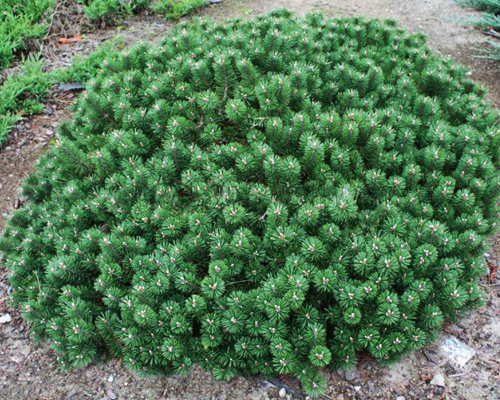 Сосна горная Хампи (Pinus mugo Humpy)