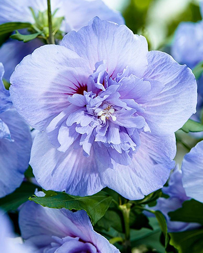 гибискус блю шифон