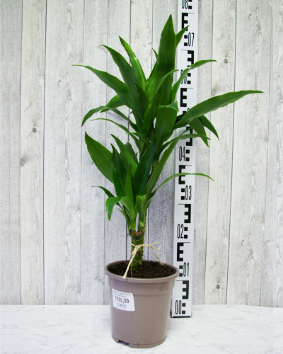 Драцена фрагранс Джанет Крейг (Dracaena deremensis Janet Craig)