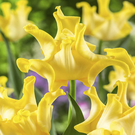 Тюльпан Crown Yellow Crown