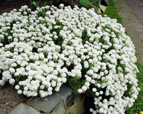 Иберис многолетний (Iberis sempervirens)