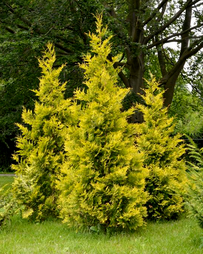 Туя западная Голден Брабант (Thuja occidentalis Golden Brabant)