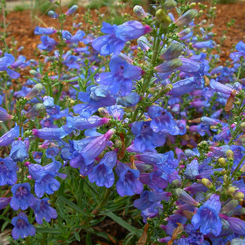 Пенстемон наперстянковый Хэвенли Блю Пенстемон наперстянковый Хэвенли Блю