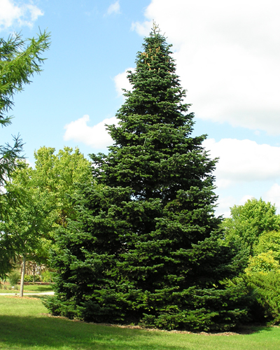 Ель обыкновенная (Picea abies)