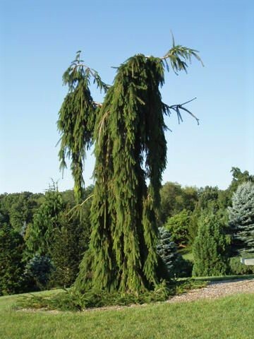 Ель обыкновенная Пендула Мажор (Picea abies Pendula Major)