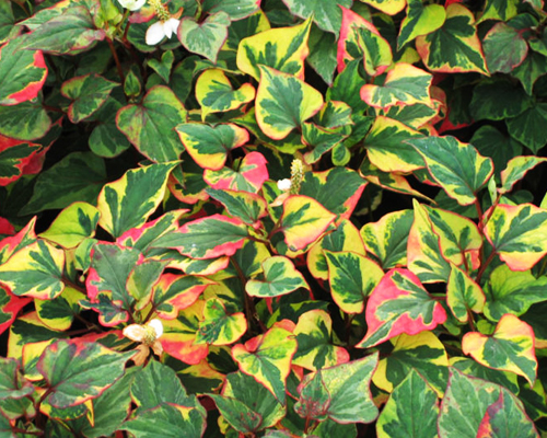 Хауттюйния сердцелистная Хамелеон (Houttuynia cordata)