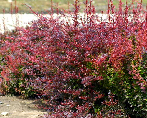 Барбарис тунберга Ред Дрим (Berberis thunbergii Red Dream)