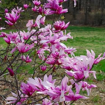 Магнолия гибридная Бетти (Magnolia Betty)