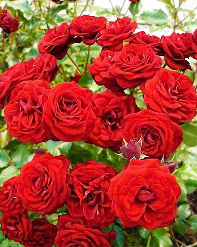 роза Красный спрей роза Красный спрей