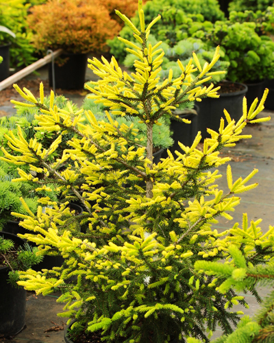 Ель восточная Голден Старт (Picea orientalis Golden Start)