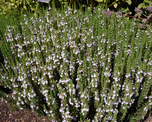 Чабер горный (Satureja montana)