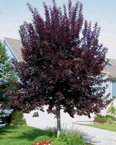 Черемуха краснолистная Шуберта