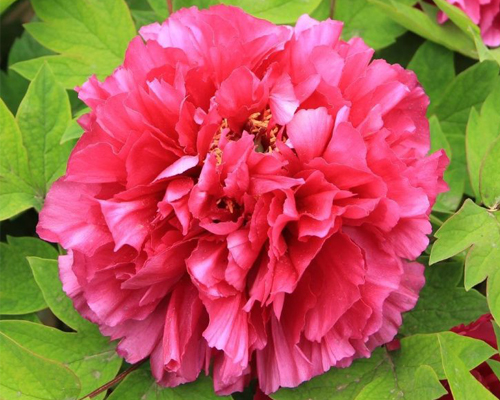 Пион древовидный Райзинг Сан (Paeonia Suffruticosa Xu gang) Пион древовидный Райзинг Сан (Paeonia Suffruticosa Xu gang)