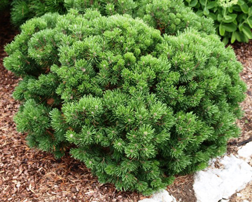 Сосна горная Миникин (Pinus mugo Minikin) 