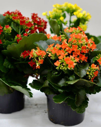 Каланхое Гем Микс