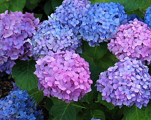 Гортензия крупнолистная Гамбург (Hydrangea macrophylla Hamburg) Гортензия крупнолистная Гамбург (Hydrangea macrophylla Hamburg)