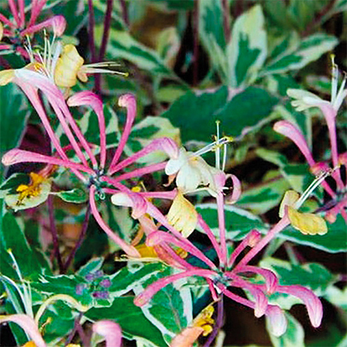 Жимолость гекротта Вариегата