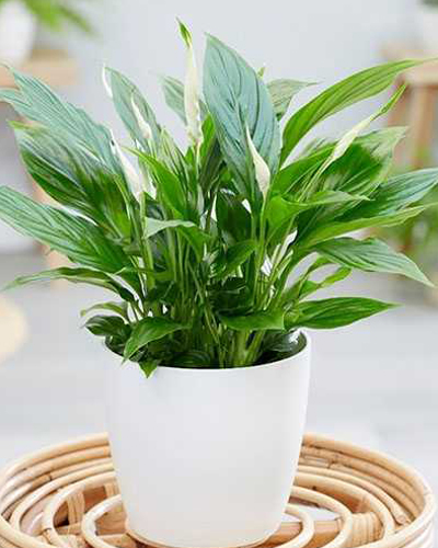 Спатифиллум Беллини (Spathiphyllum Bellini)