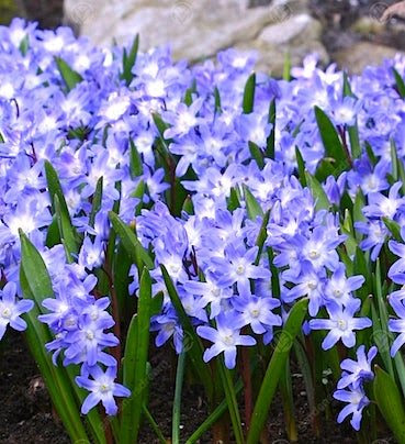 Хионодокса Forbesii Blue Giant Хионодокса Forbesii Blue Giant