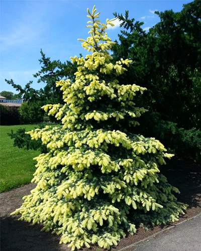 Ель колючая Белобок (Picea pungens Bialobok)