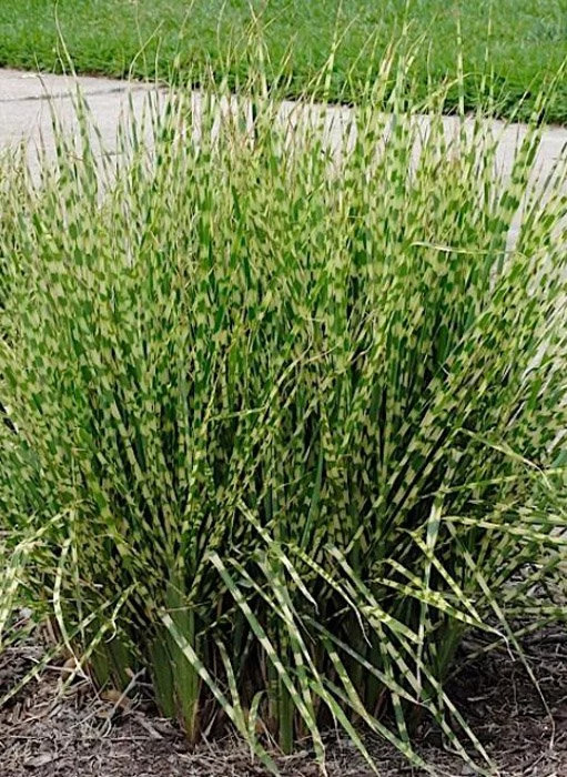 Мискантус китайский Литтл Зебра (Miscanthus sinensis Little Zebra)