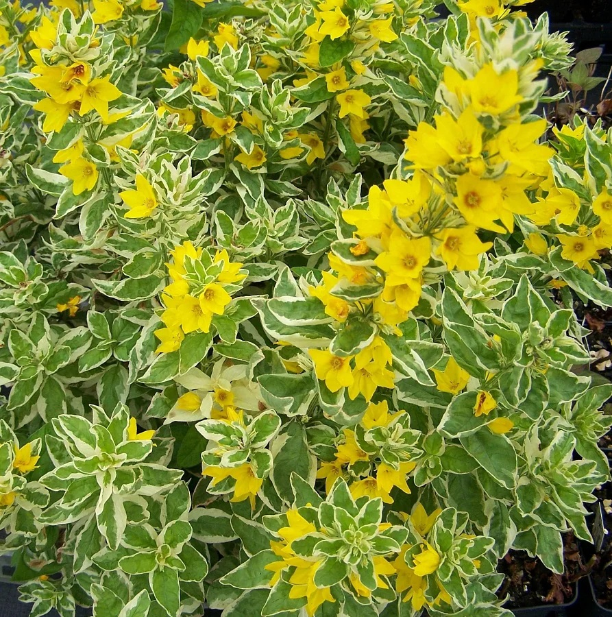 Lysimachia punctata Alexander