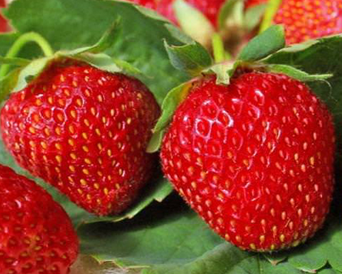 Клубника Остара