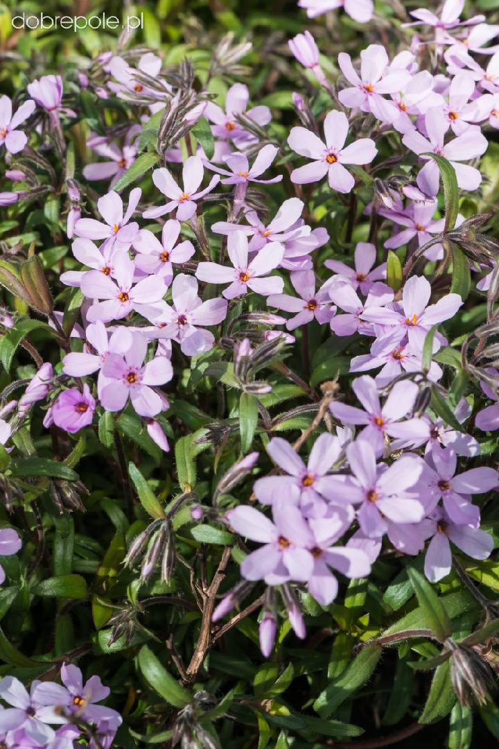 Phlox hybrida Paparazzi Gaga