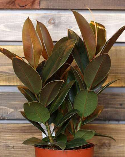 Фикус эластика Мелани (Ficus elastica Melany)