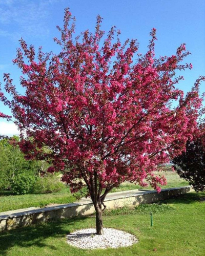 Яблоня райская Роялти