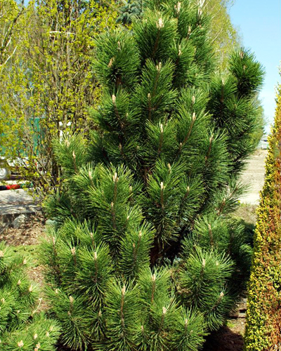 Сосна черная Грин Колумн (Pinus nigra Green Column)