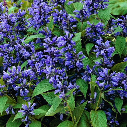 Котовник крупноцветоквый Блю Дракон