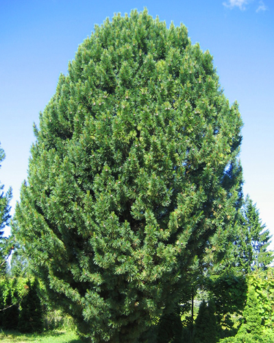 Сосна кедровая сибирская (Pínus sibírica)