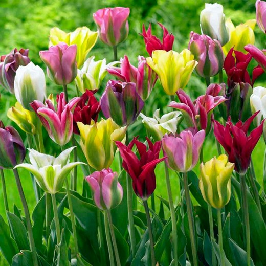 Тюльпан viridiflora Mixed