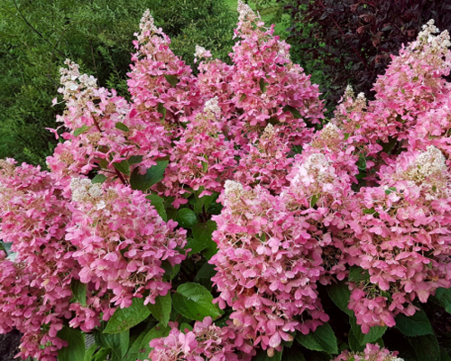 Гортензия метельчатая Пинк Куин (Hydrangea paniculata Pink Queen) Гортензия метельчатая Пинк Куин (Hydrangea paniculata Pink Queen)