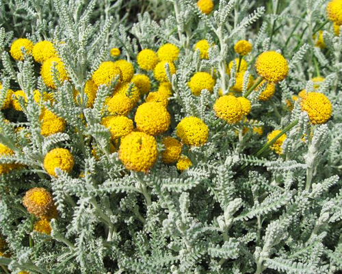 Сантолина серебристая (Santolina)