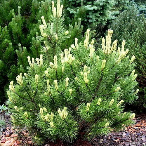 Сосна горная Поль Малетер (Pinus mugo Pal Maleter)