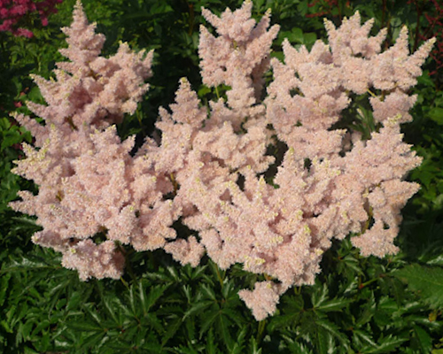 Астильба Арендса Систер Тереза (Astilbe arendsii Sister Theresa) Астильба Арендса Систер Тереза (Astilbe arendsii Sister Theresa)