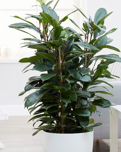 Фикус Бокальчатоприлистниковый (Ficus Cyathistipula)