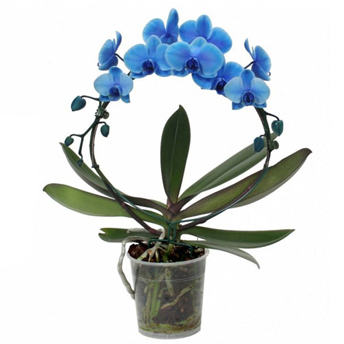 Фаленопсис Blue Bow