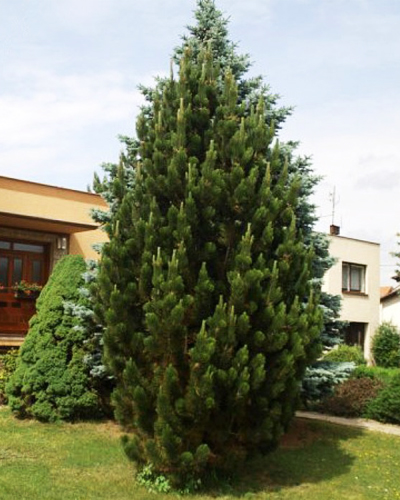 Сосна черная Пирамидалис (Pinus nigra Pyramidalis)