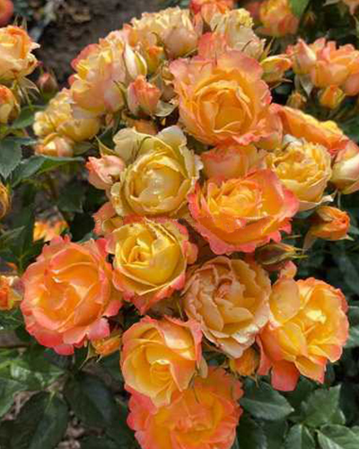 роза Фиеста Баблз