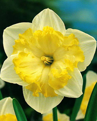 Нарцисс Split Printal