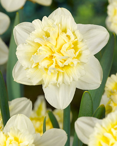 Нарцисс Double Ice King