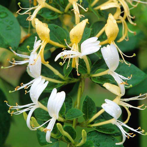 жимолость холлс пролифик жимолость холлс пролифик