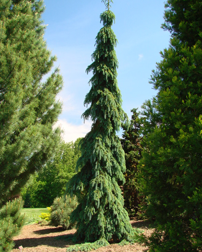 Ель сербская Пендула (Picea omorica Pendula)